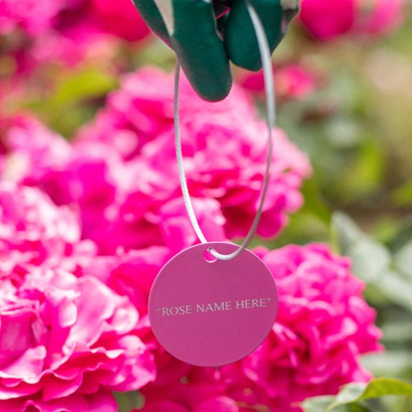 Pretty Polly® Lavender Tag For Discount