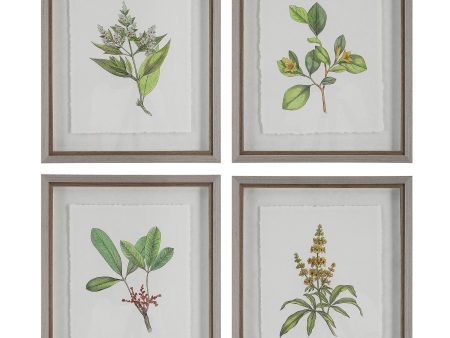 Wildflower Study - Framed Prints (Set of 4) Fashion