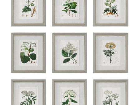 Antique - Botanicals Framed Prints (Set of 9) Cheap