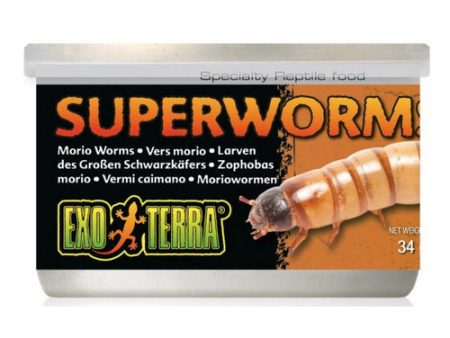 Exo Terra Canned Superworms Specialty Reptile Food 1.2 oz by Exo Terra Discount