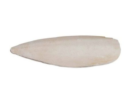 Prevue Cuttlebone Birdie Basics Large 6  Long Bulk 5 lbs by Prevue Fashion