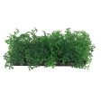 Penn Plax Green Bunch Plants Small 1 count by Penn Plax Supply