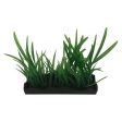 Penn Plax Harigrass Bunch Plant Medium 1 count by Penn Plax Supply